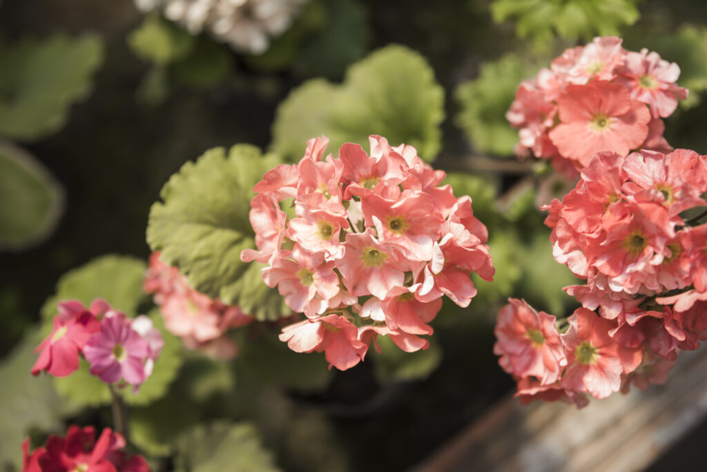 Begonia Mallacoota Growing Guide & Care Tips