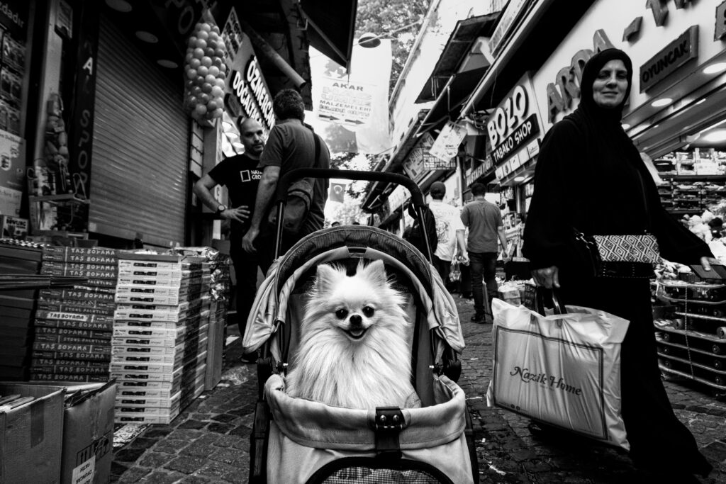 Dog Stroller